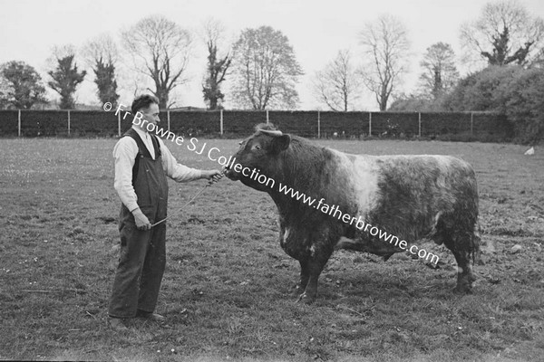 ON THE FARM PRIZE BULL